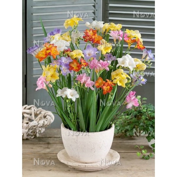 (Rẻ vô địch) củ giống hoa địa Lan Nam Phi hoa tết