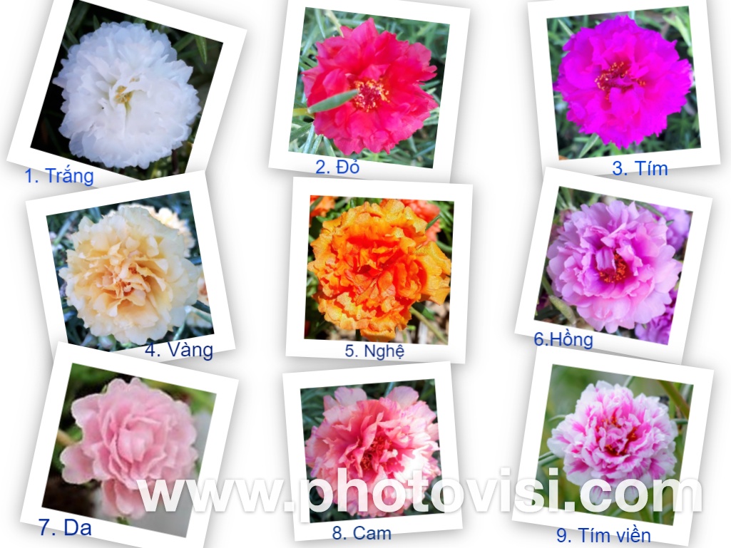 [Học Viện Nông Nghiệp I] Hoa 10 gio Thai, có 9 màu riêng biệt để bạn lựa chọn: 1.đỏ, 2.vàng, 3.trắng, 4.tím, 5.nghệ, 6.hồng, 7.da, 8.cam, 9.hồng viền/tím viền