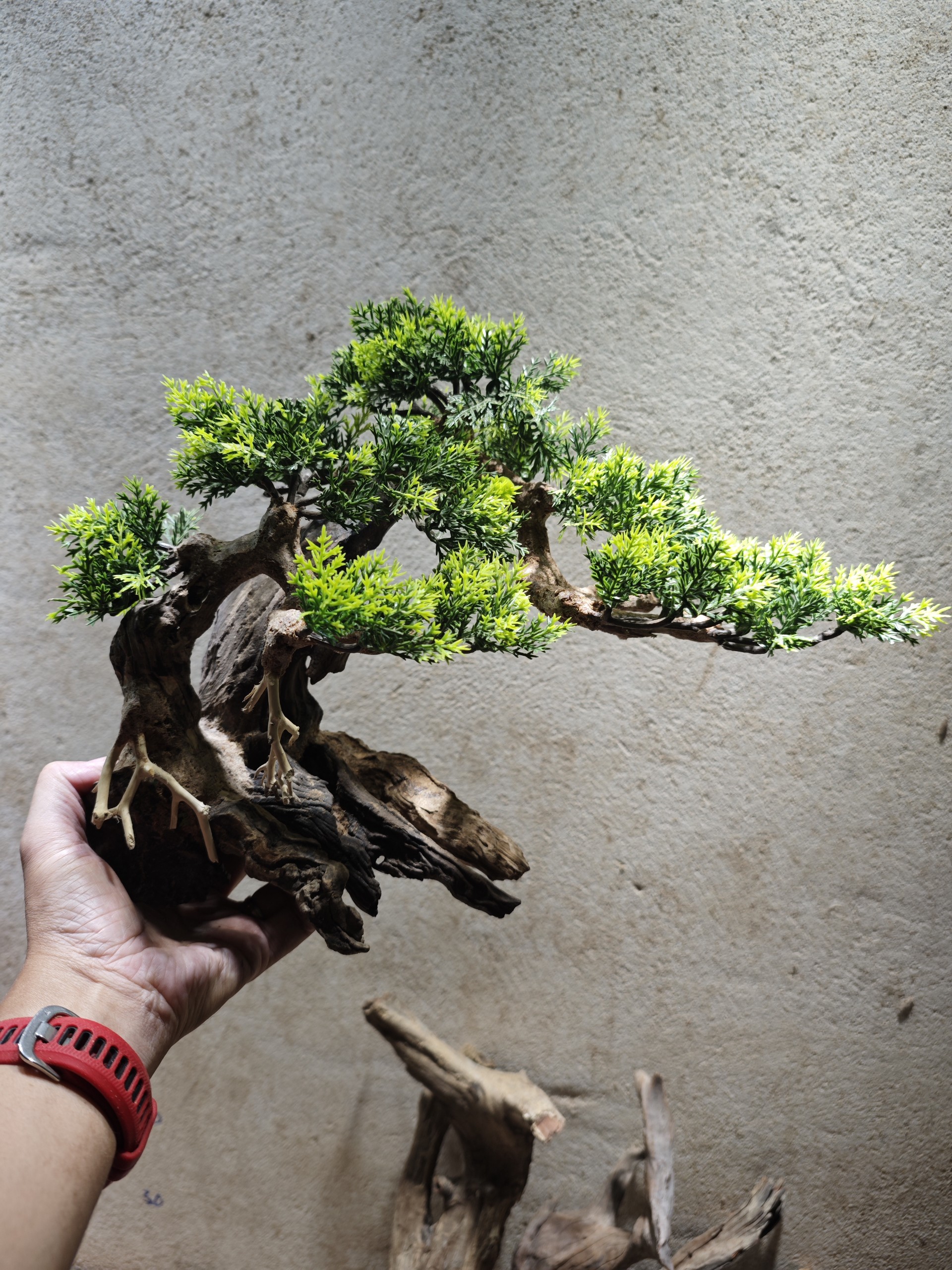 Lũa bonsai cho hồ cá cảnh- size trung
