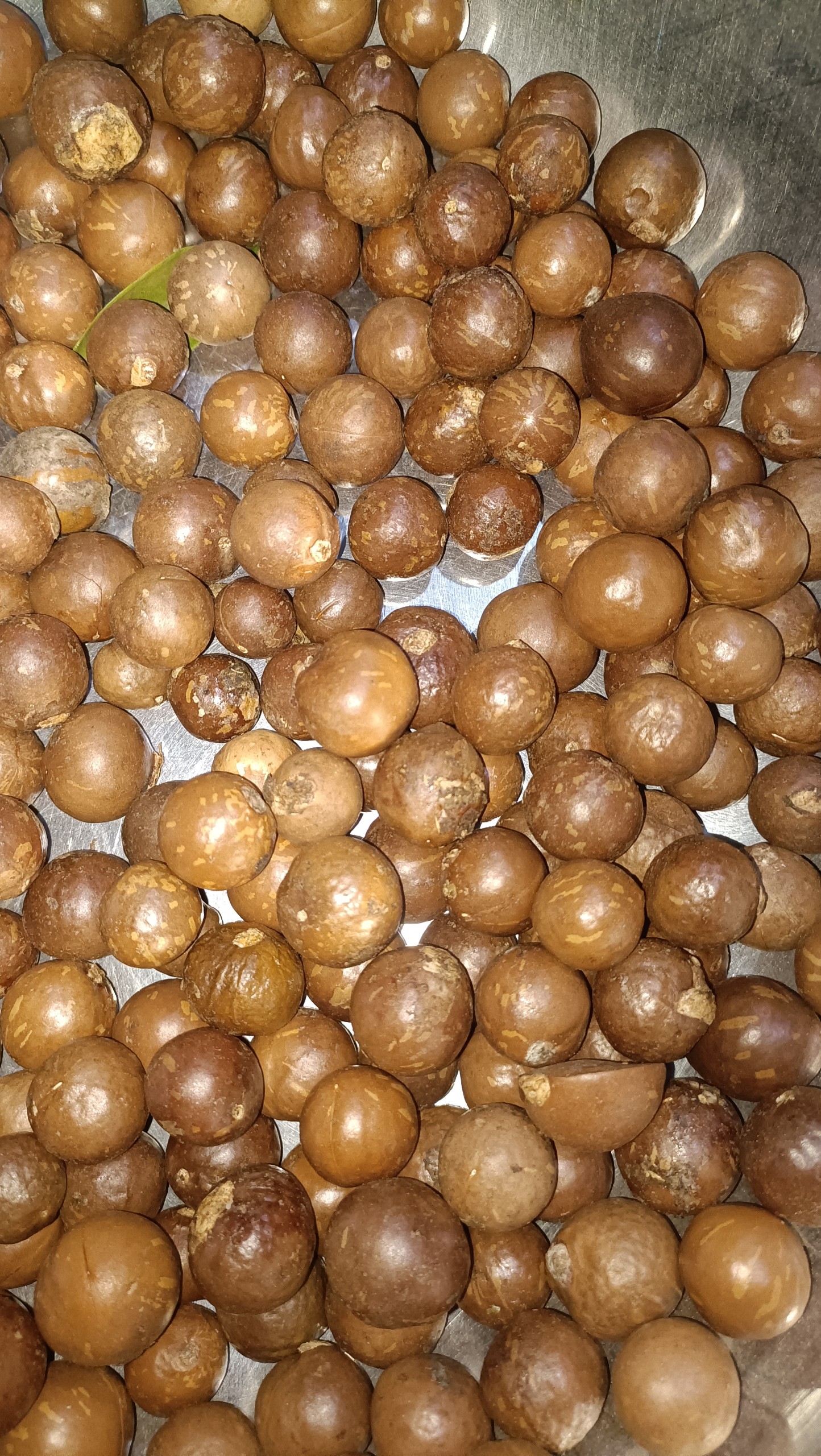 1kg hạt giống cây mắc ca