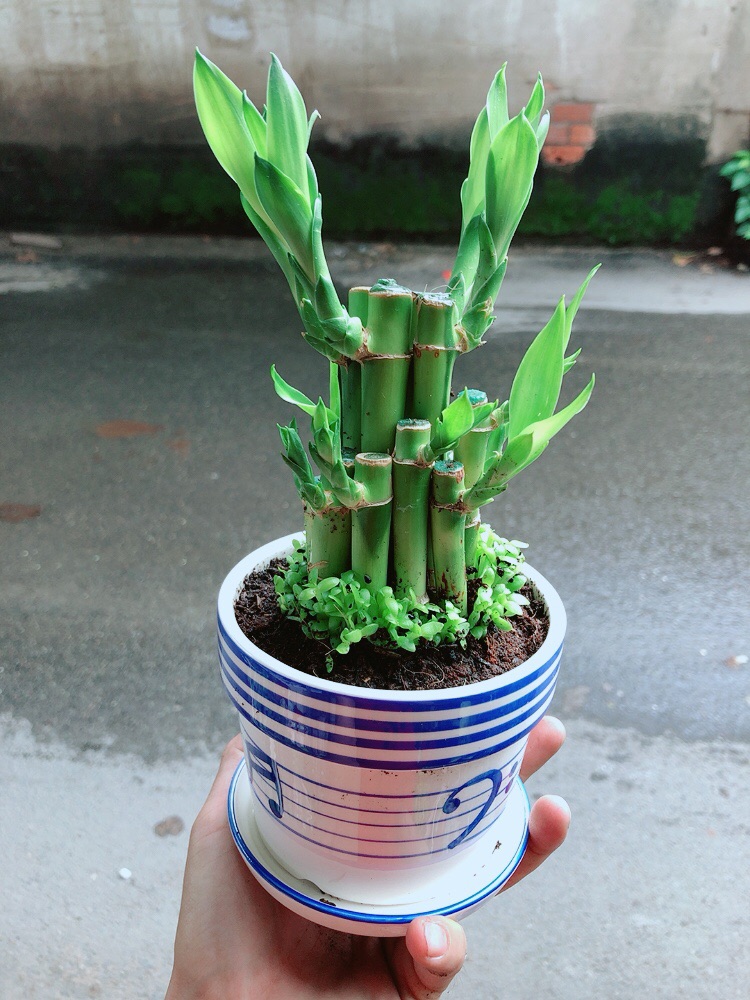 Chậu Cây Trúc Phát Tài