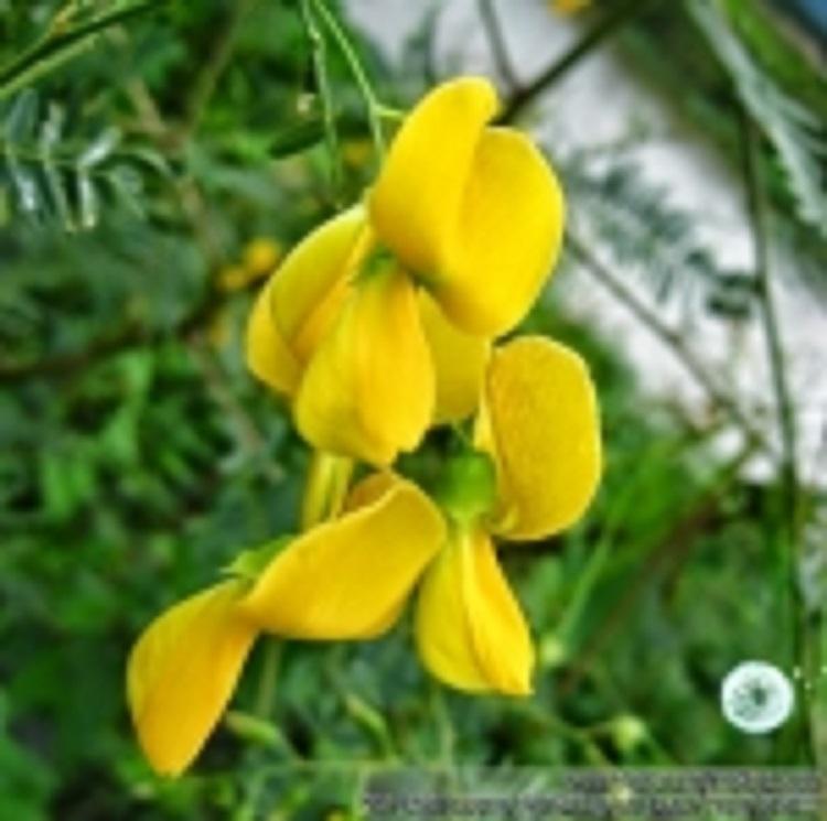 [HCM]BỘ 5GÓI 20h Hạt Giống Bông Điên Điển Miền Tây (A2.402| C10*W32)