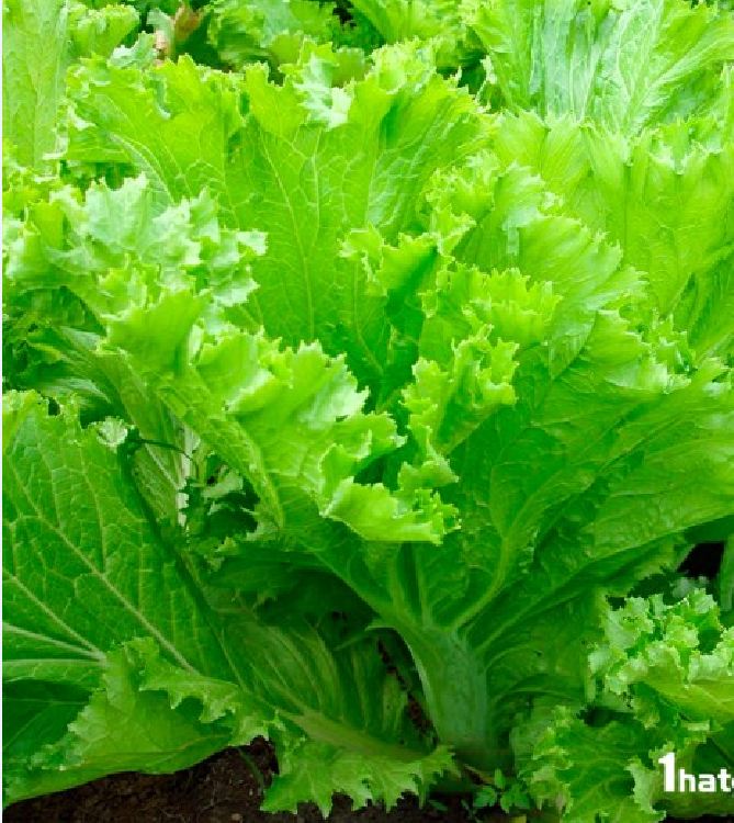 Hạt giống rau cải mù tạp - Gói 5gram