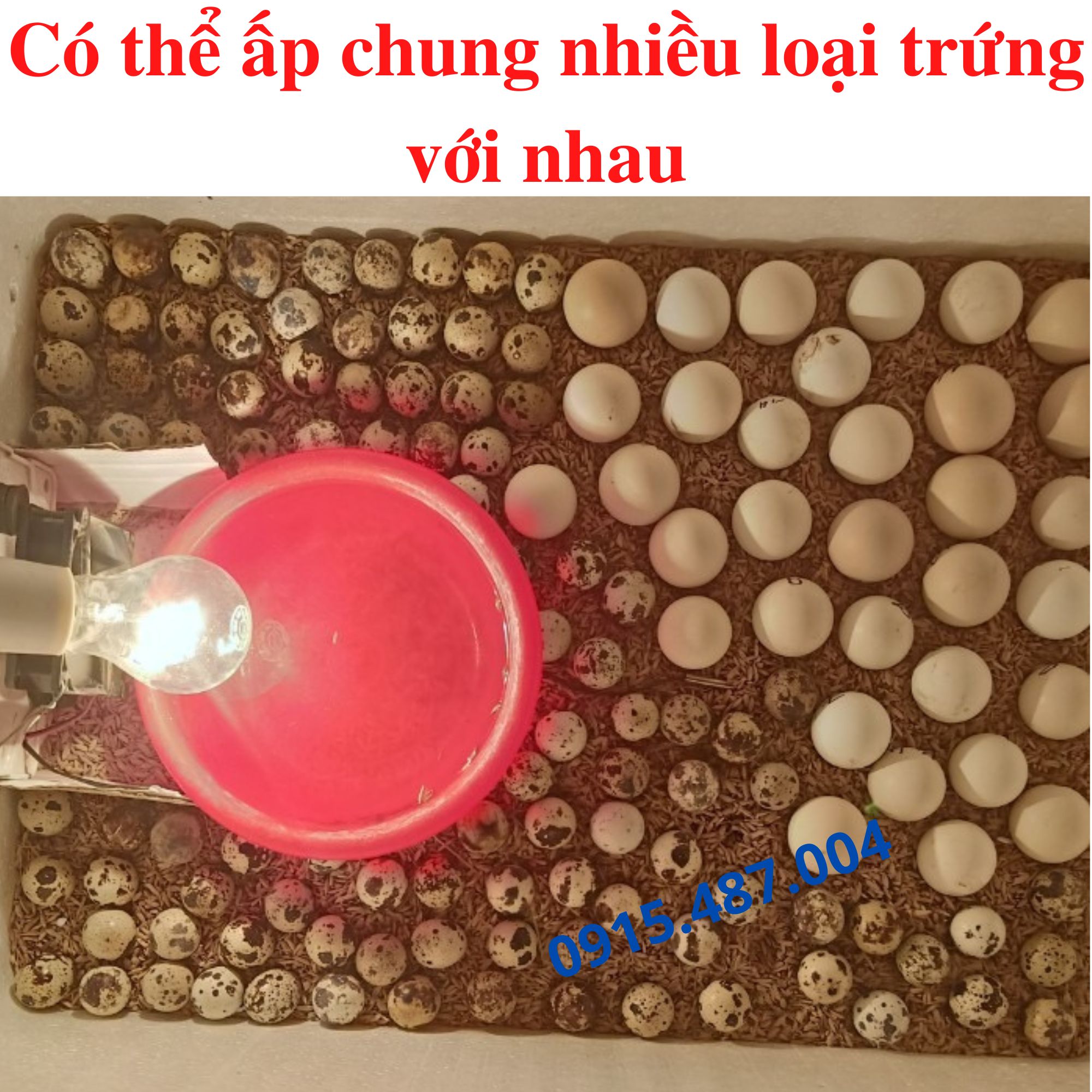 [Free Ship] Máy ấp trứng gà mini mới nhất 2023