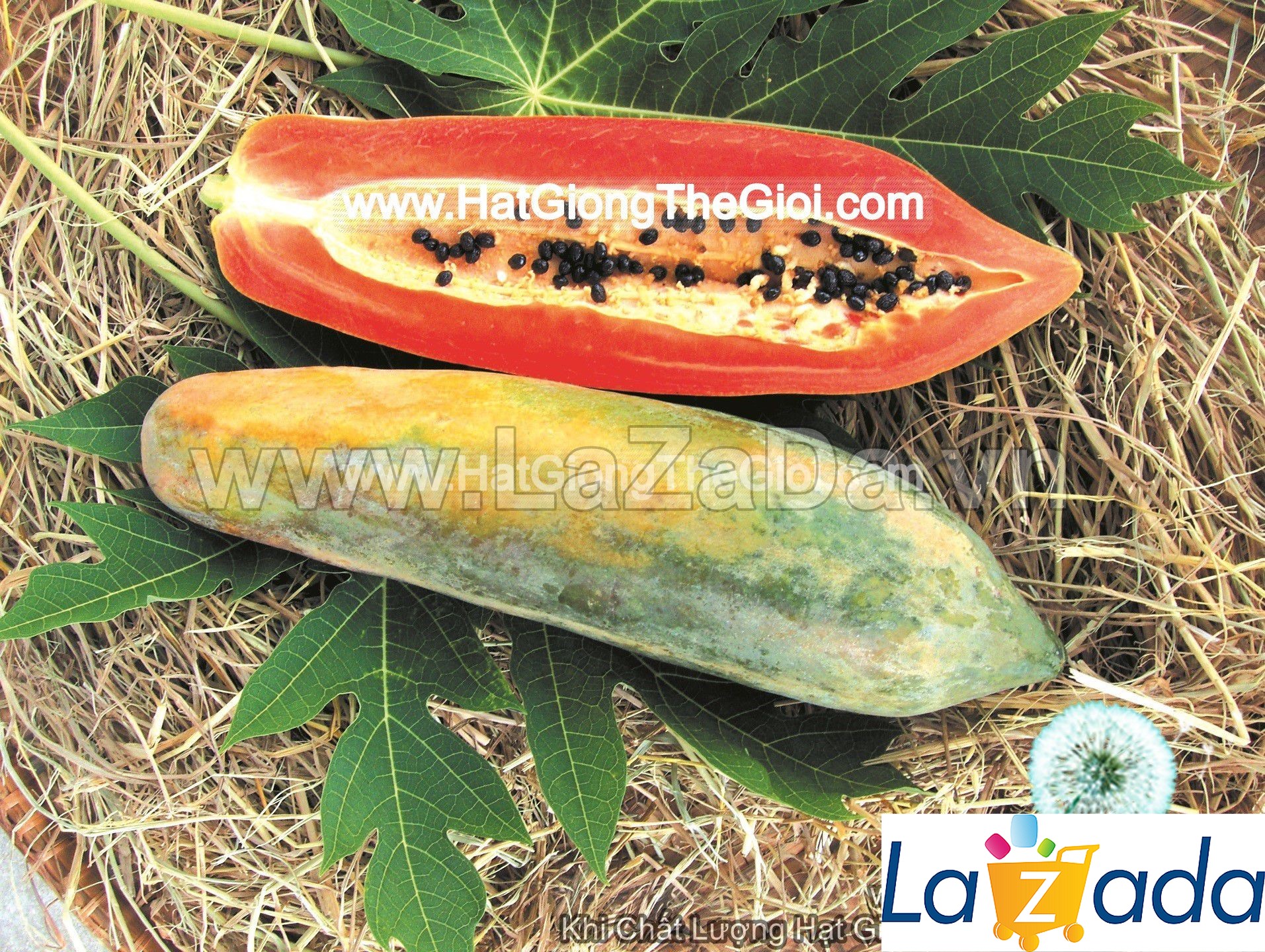 10h Hạt Giống Đu Đủ Ruột Gấc Trái Dài Thái Lan (TLA0| TL*X34*M213)