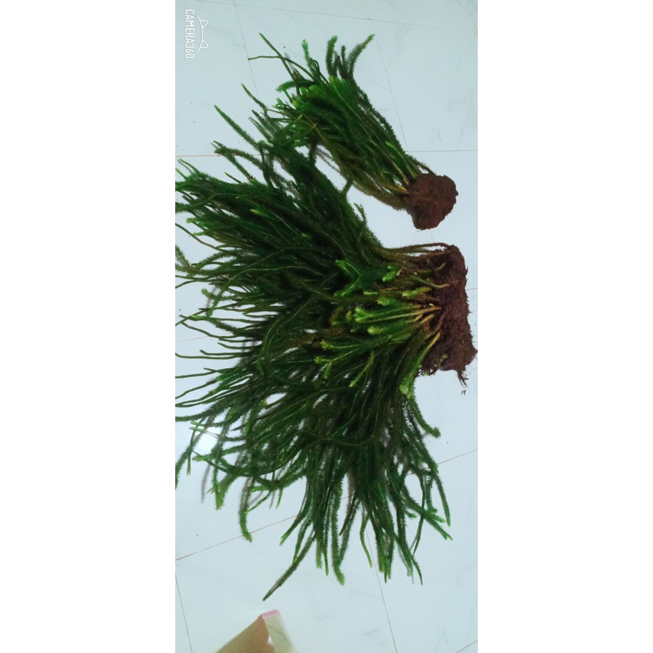 Cây Râu Rồng