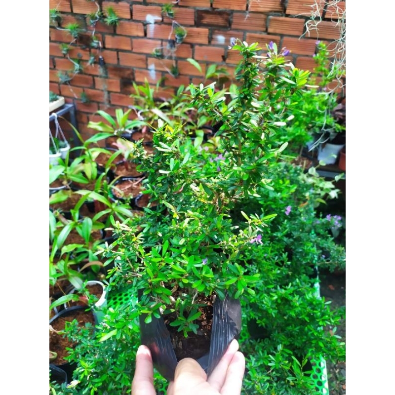 Cây linh sam 86,lá nhỏ