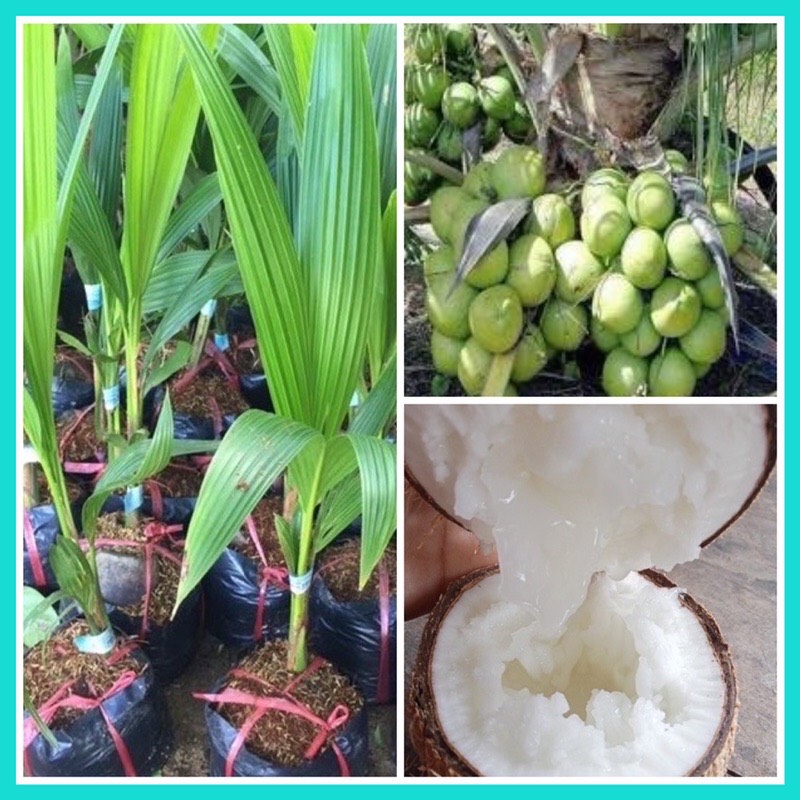 Cây dừa sáp