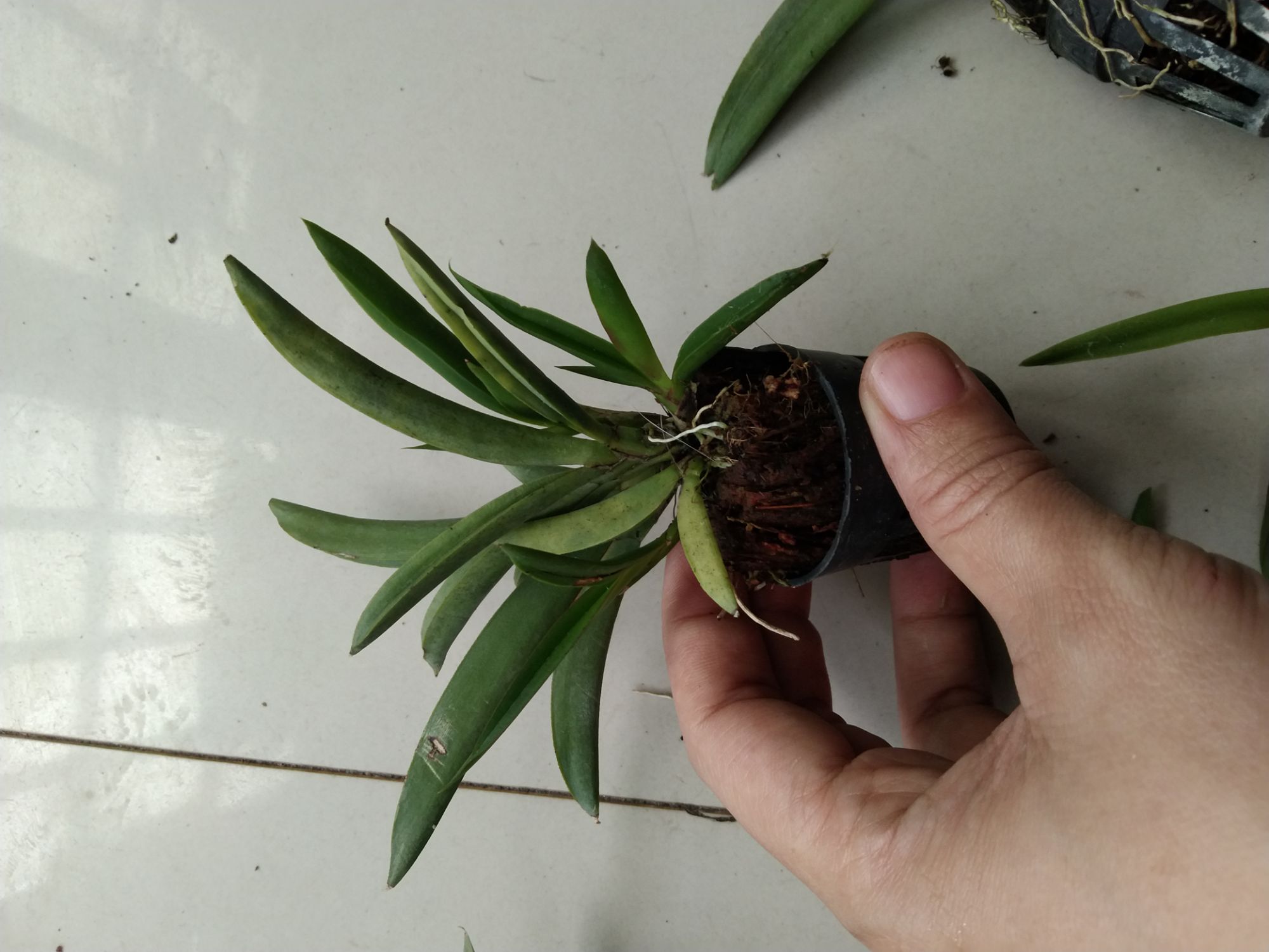 Hoa lan vũ nữ bút chì giống đủ màu