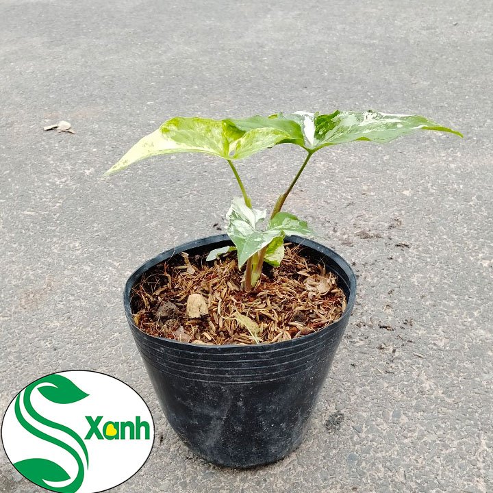 Cây Syngonium Var