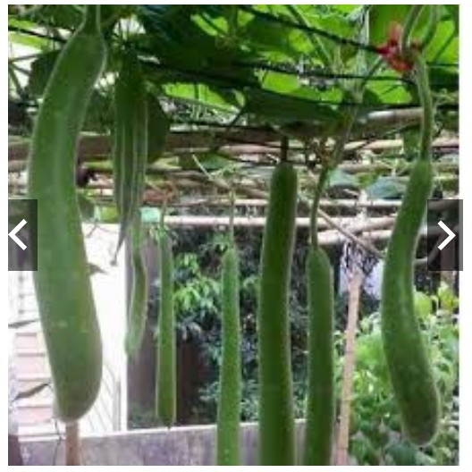 Bầu Sao Trái Dài F1