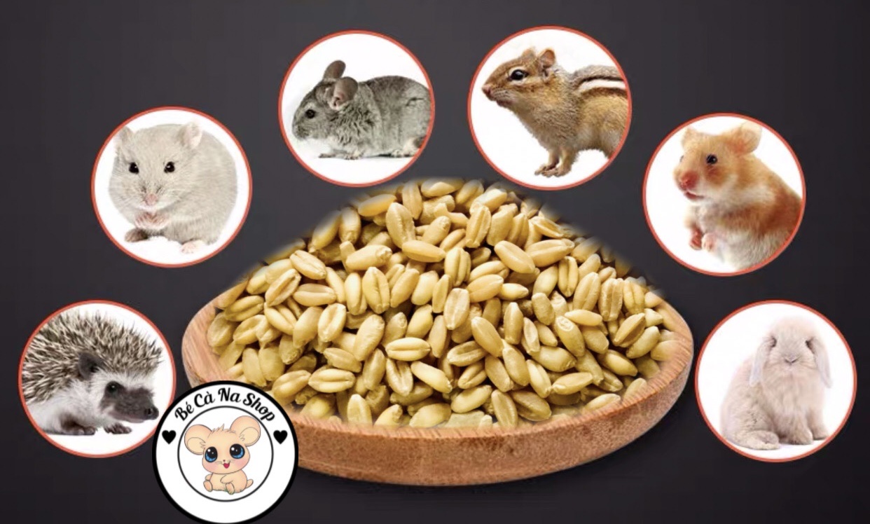 hạt lúa mì cho hamster