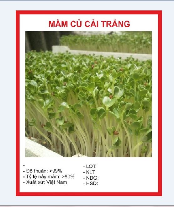 Hạt giống Mầm củ cải trắng – Gói 50gram