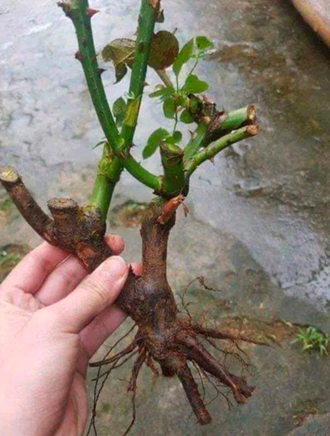 Combo 04 Gốc Gốc Hoa Hồng Cổ