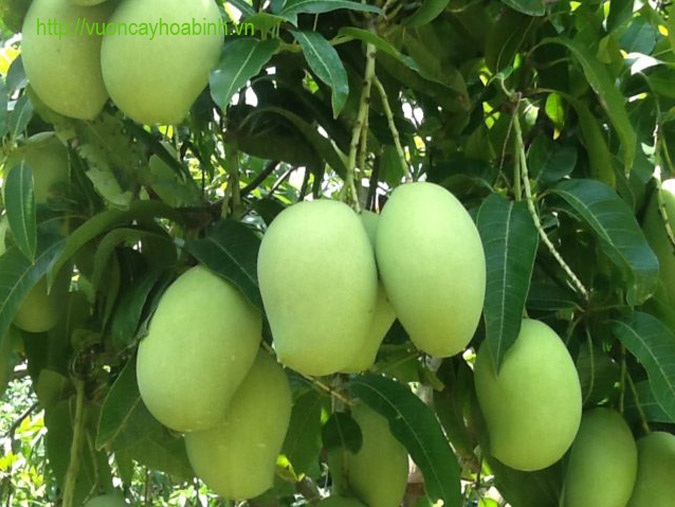 CÂY GIỐNG XOÀI TỨ QUÝ
