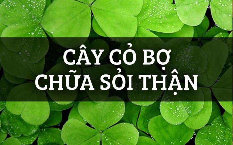 BẦU cây cỏ bợ , cây rau bợ thủy sinh