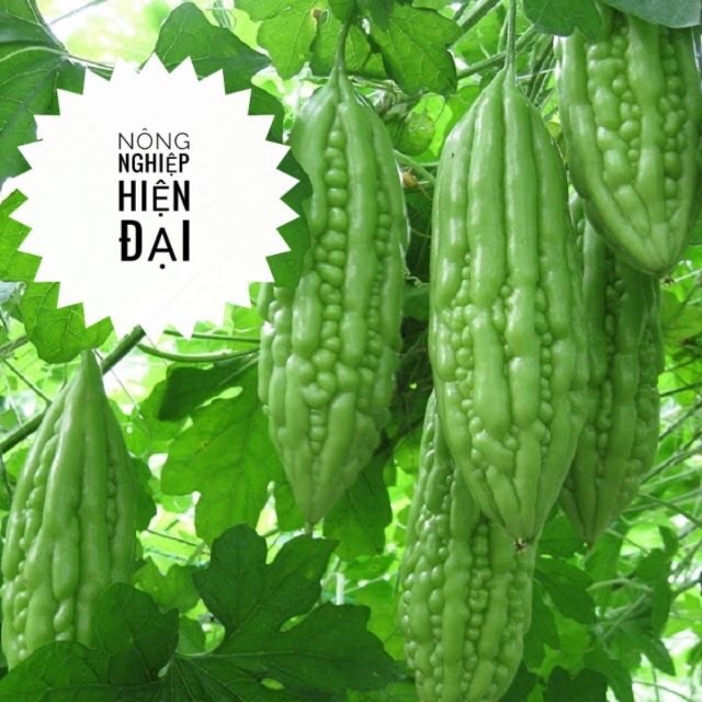 HẠT GIỐNG KHỔ QUA (MƯỚP ĐẮNG) – DỄ TRỒNG, NHIỀU TRÁI, GIÀU DINH DƯỠNG