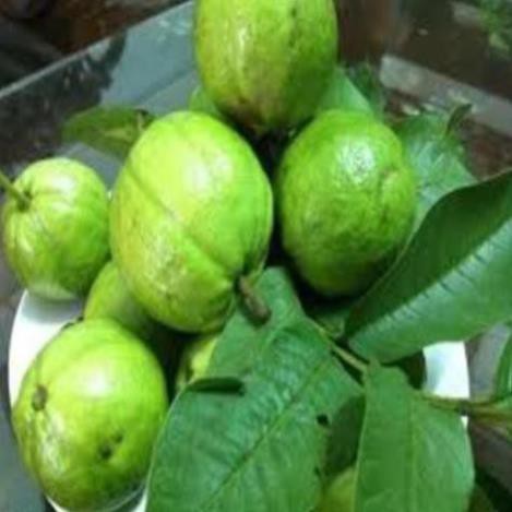 Cây giống ổi bốn mùa ổi găng