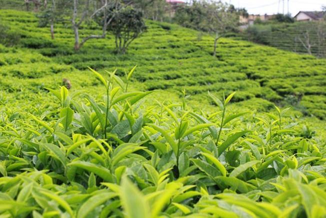 Trà Ô Long Sữa Cao Cấp Gói 200gr