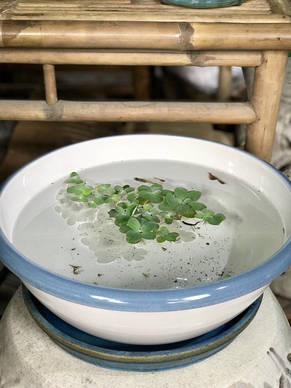 Thau Chậu đựng nước men gốm sứ