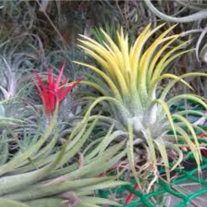 Cây Không Khí Tillandsia Ion Druid
