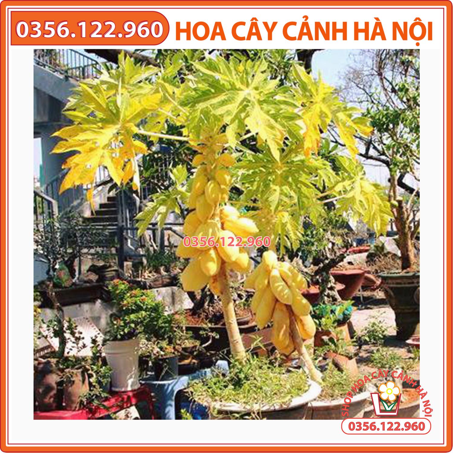 Hạt giống đu đủ vàng Thái Lan cao sản