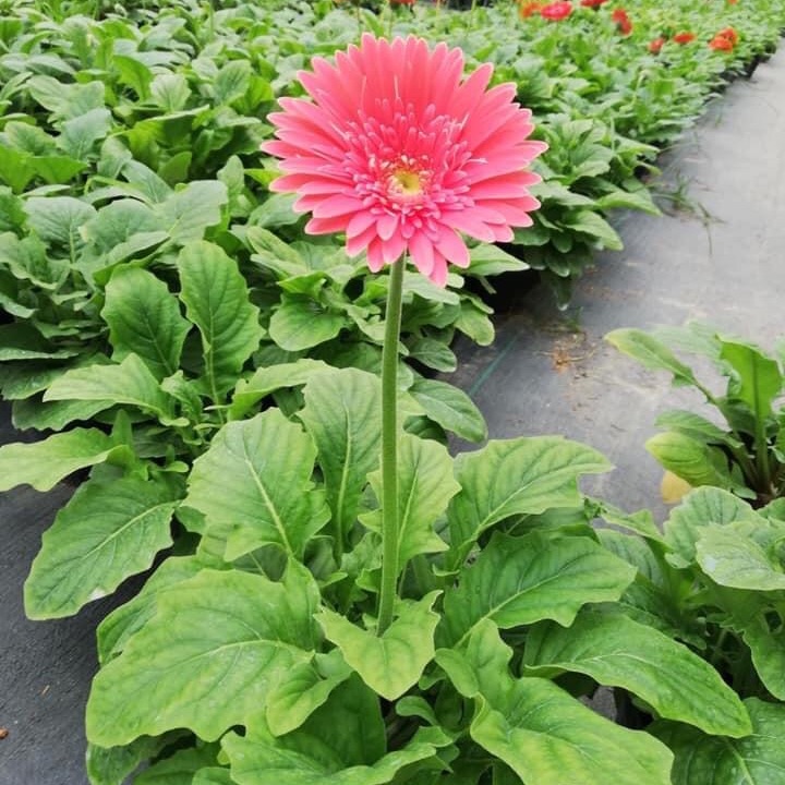 Chậu hoa đồng tiền kép đang nụ đủ màu - FREE SHIP TỪ 50K