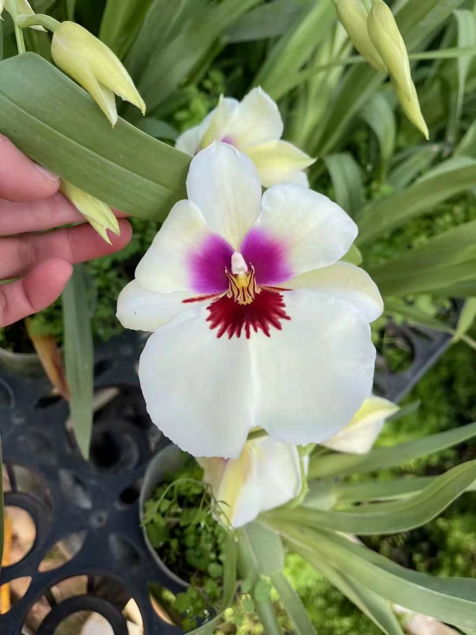 vũ nữ MILTONIA trắng - chậu trưởng thành