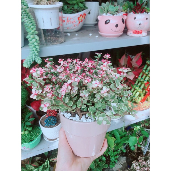 Chậu Cây Đô La Hồng