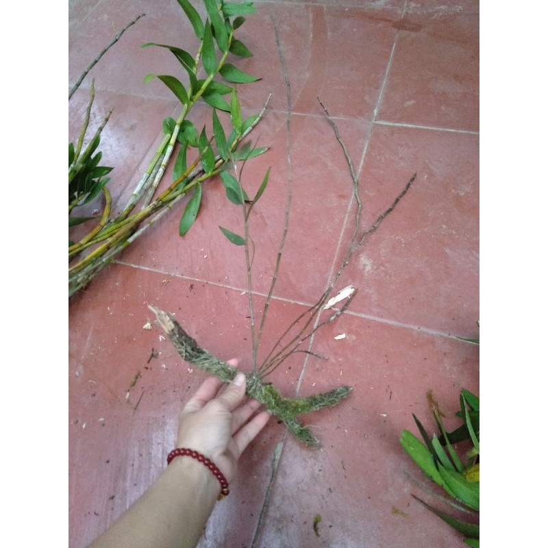 hoa phong lan hoàng thảo hương vani