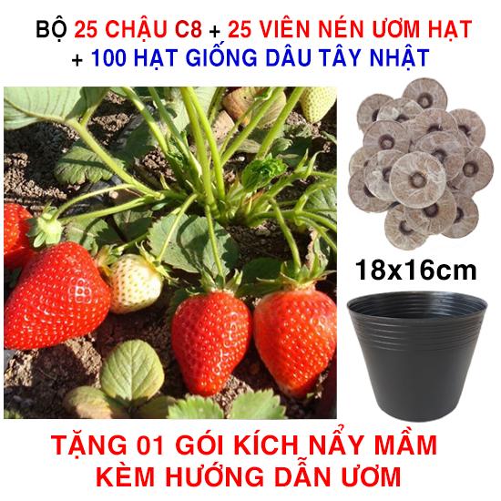 100 Hạt giống Dâu tây Nhật siêu ngọt + 25 Chậu C8 + 25 Viên nén ươm hạt (tặng Kích mầm)