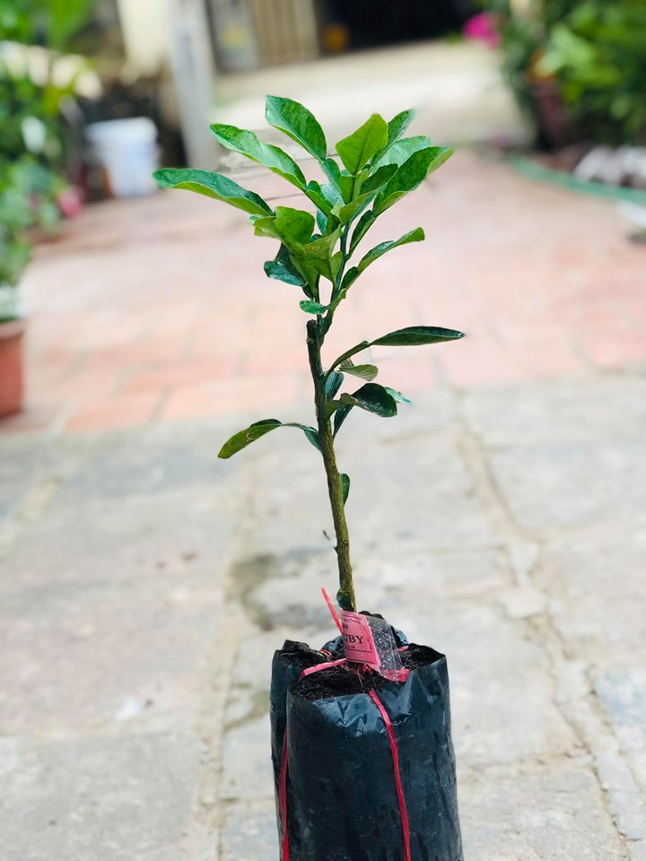 Cây bưởi Ruby thái lan Tubtimsiam
