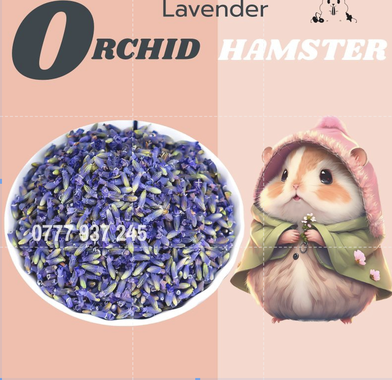 Hoa Giải Nhiệt Dành Cho Hamster