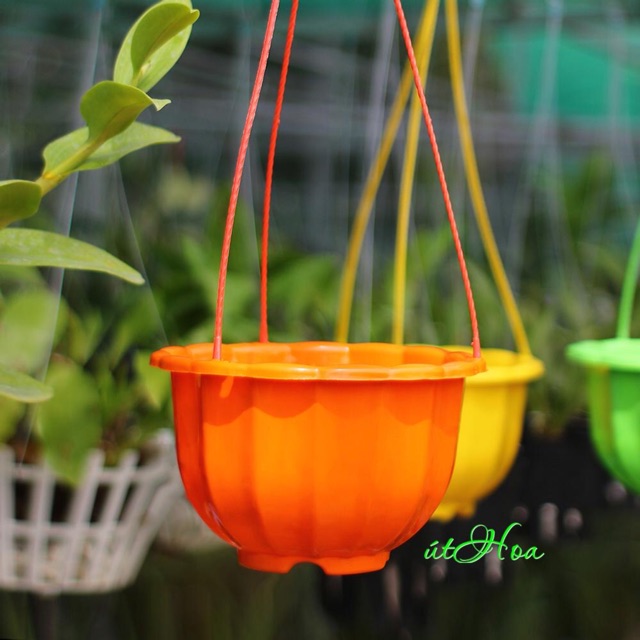 [Có sẵn] [Ảnh thật]  Chậu treo bí lớn đủ màu (kèm quai treo)