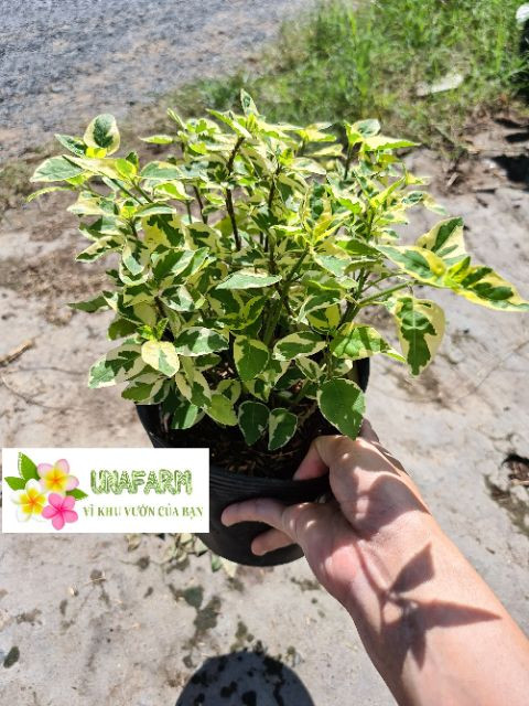 Cây giống cẩm thạch dây - CayGiongTot