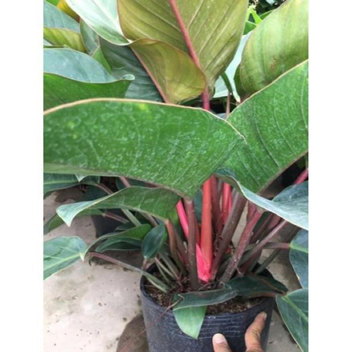 Cây trầu bà đế vương