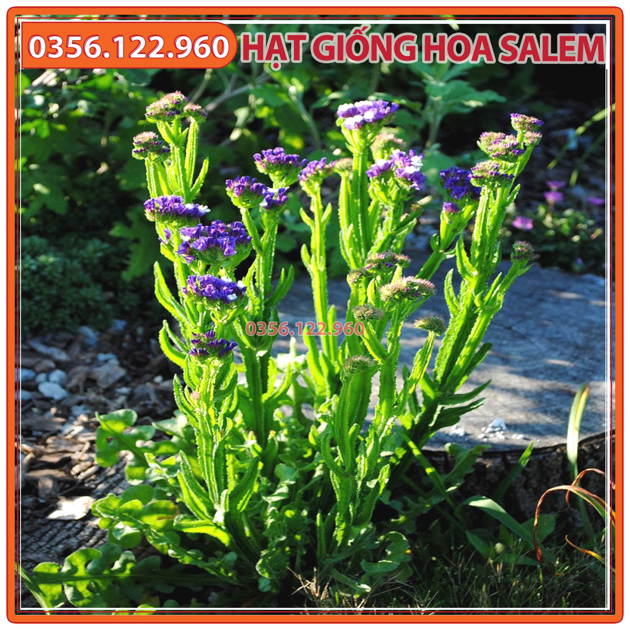 100 hạt Hạt giống hoa salem mix nhiều màu