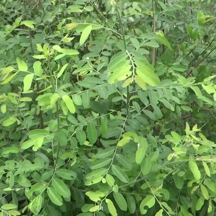 cây mực khô 1kg