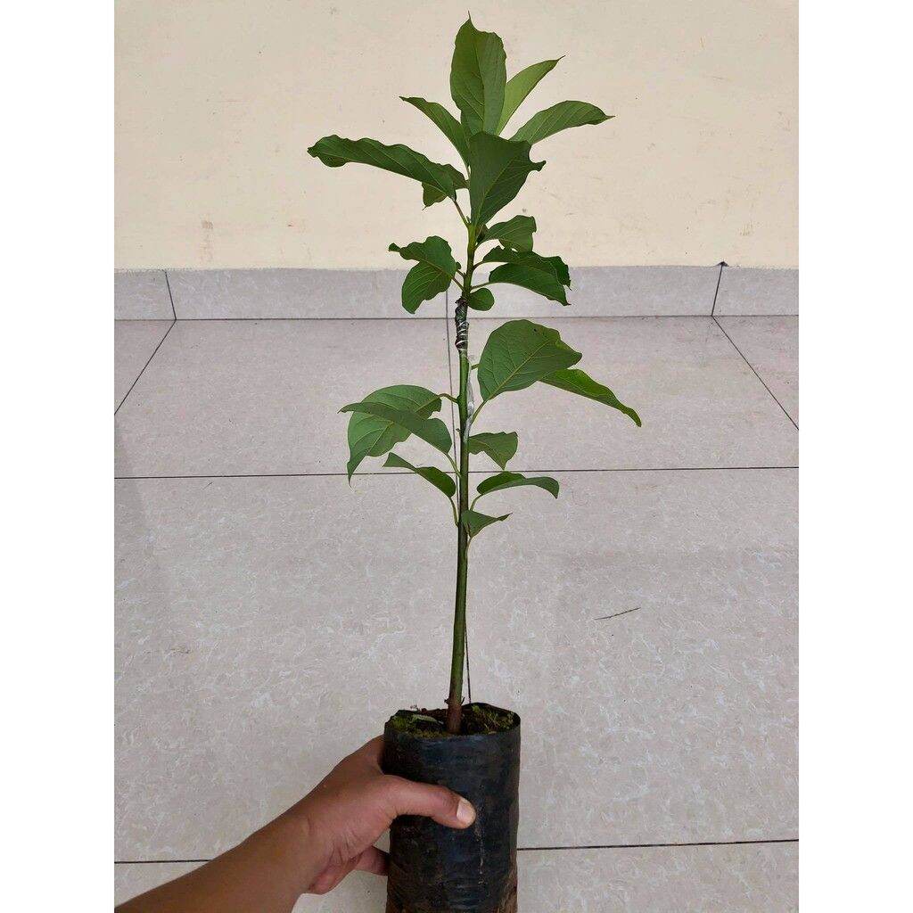 Cây bơ sáp 034 siêu quả (ảnh thật) (chuyên cây giống ) (giao nhanh có bảo hành)
