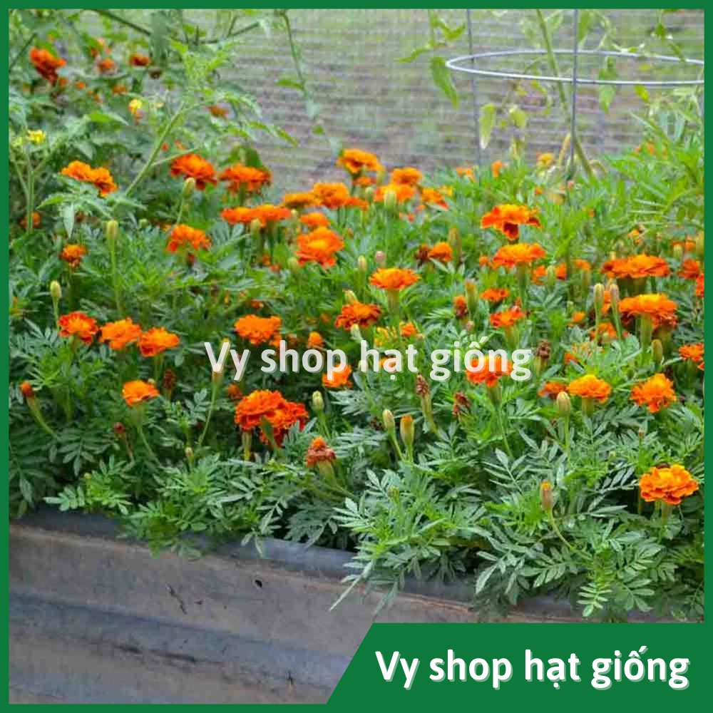 100 hạt giống cúc vạn thọ pháp