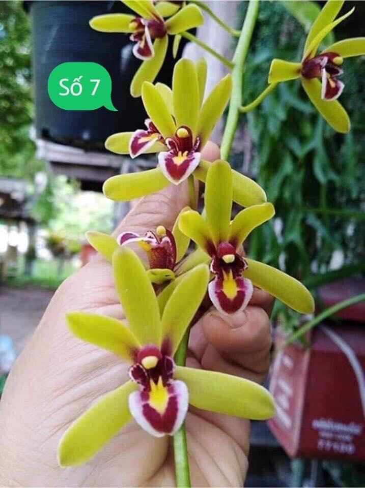 1 THÂN HOA LAN KIẾM THÁI LAN - MẶT HOA XỔ SỐ