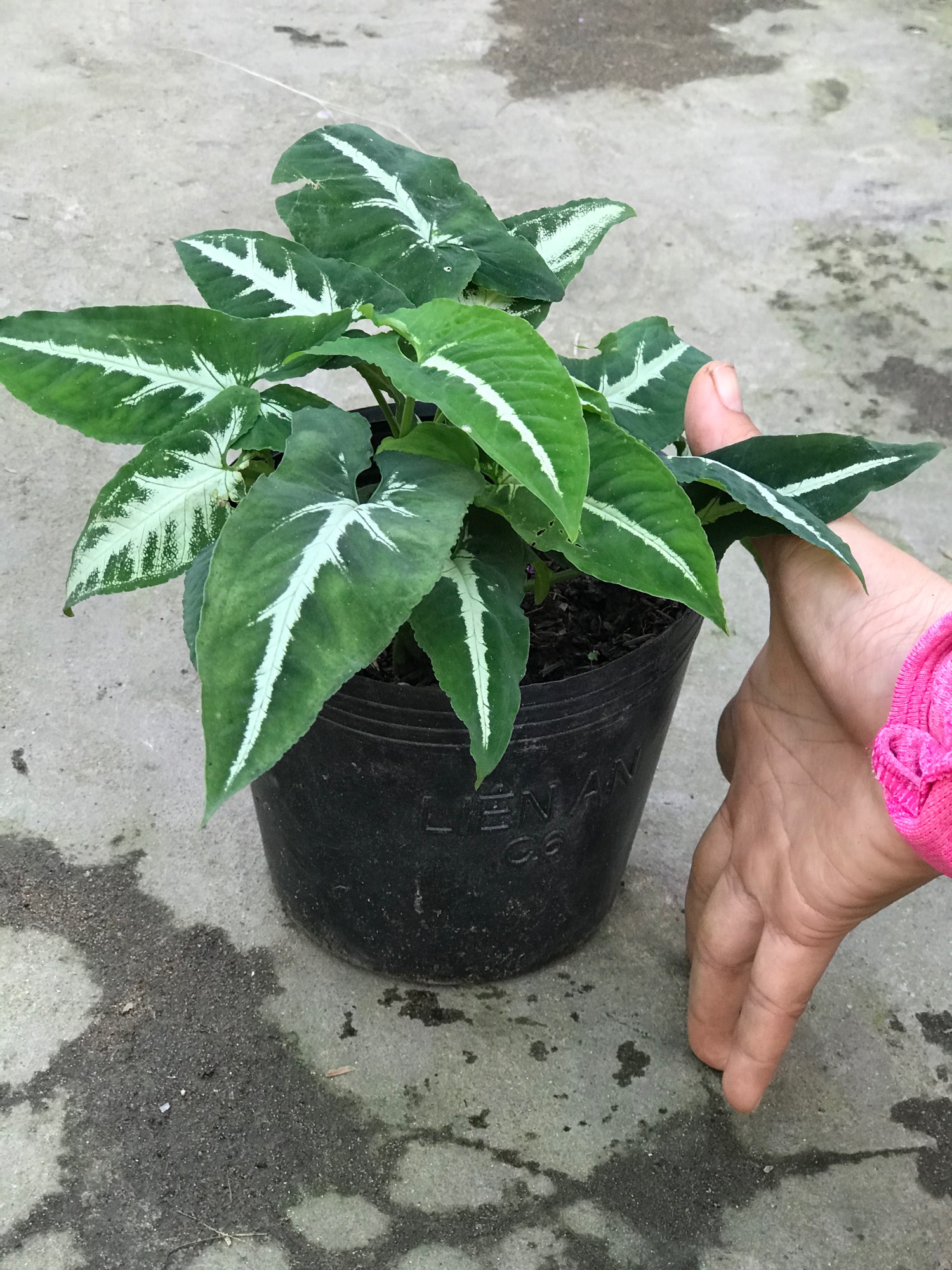 Trầu Bà Nhung - Cây cảnh để bàn