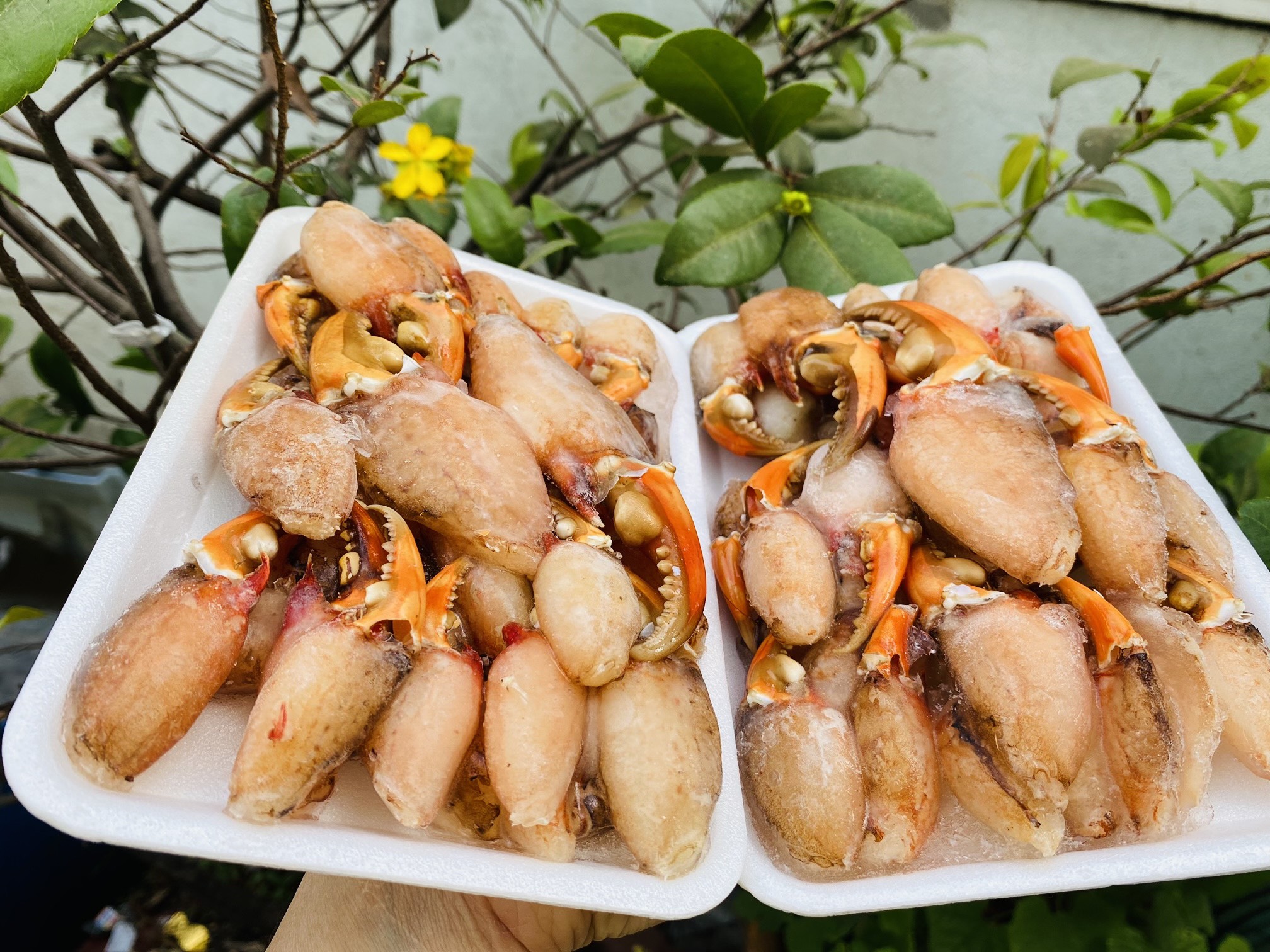 Thịt Càng Cua - Đã bóc sẵn - Hải Sản Kỳ Hà