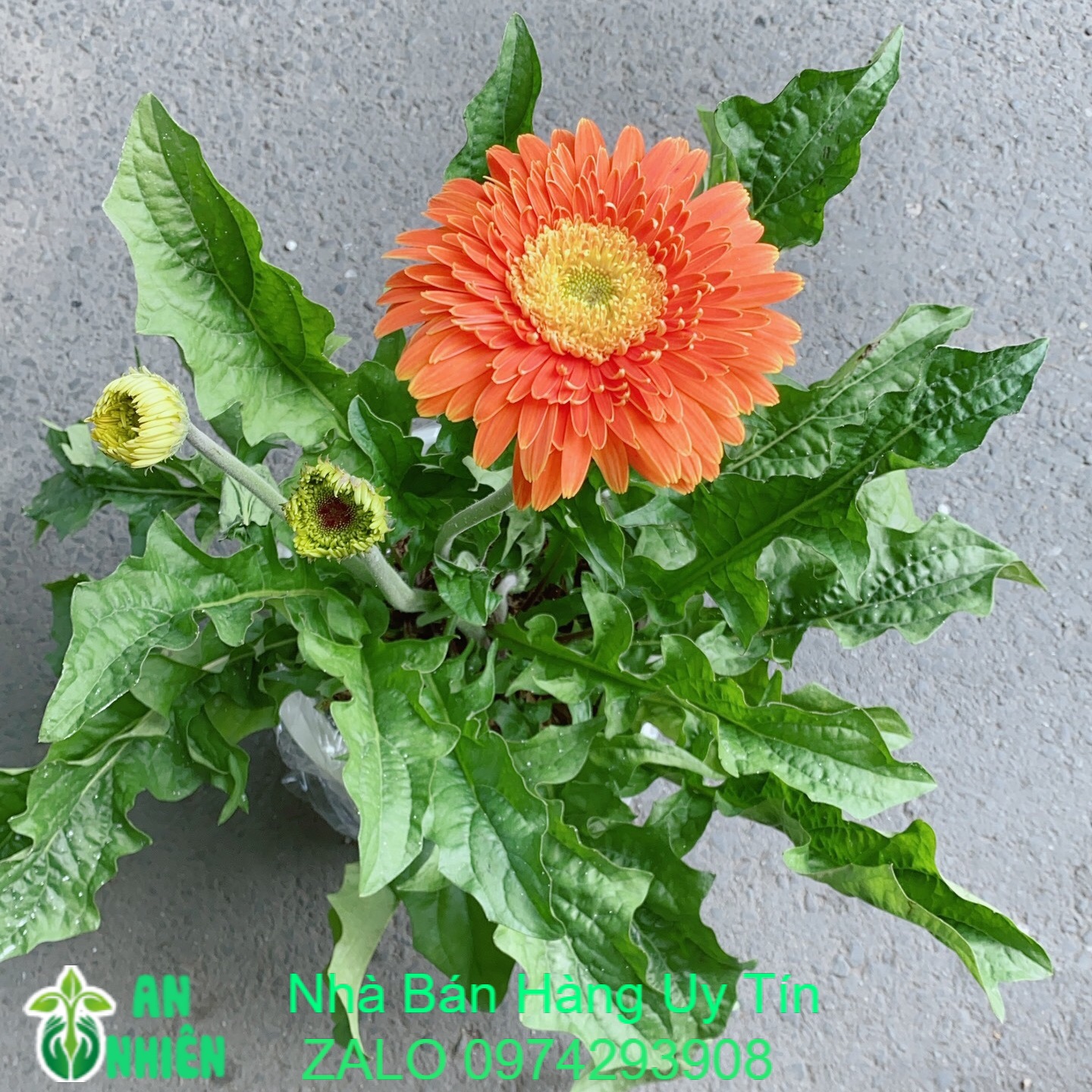 Cây hoa đồng tiền size lớn
