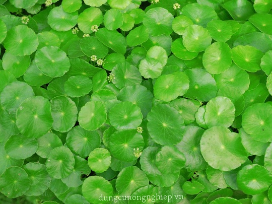 HẠT GIỐNG RAU MÁ LÁ NHỎ 0.1gr