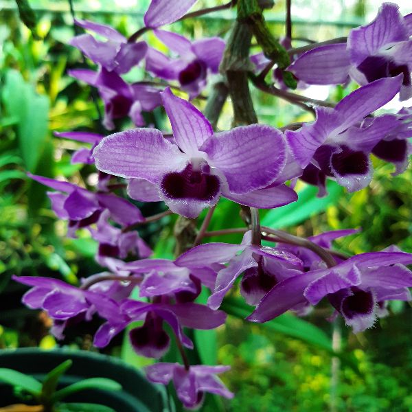 Phong lan trầm hương ghép gỗ
