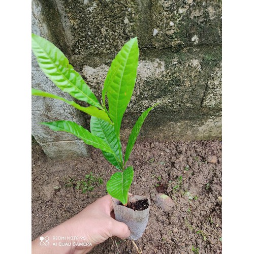 CÂY GIỐNG VÚ SỮA HOÀNG KIM