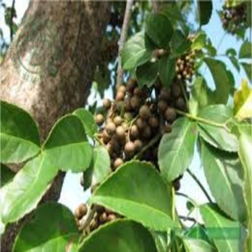 CÂY NHỘI GIỐNG