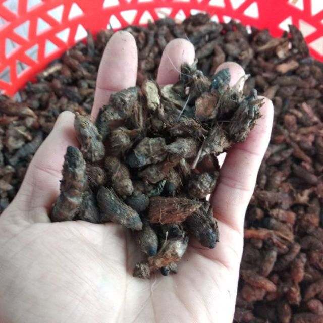 Củ Gấu (Cỏ Gấu, Hương Phụ) Khô 1KG MỚI