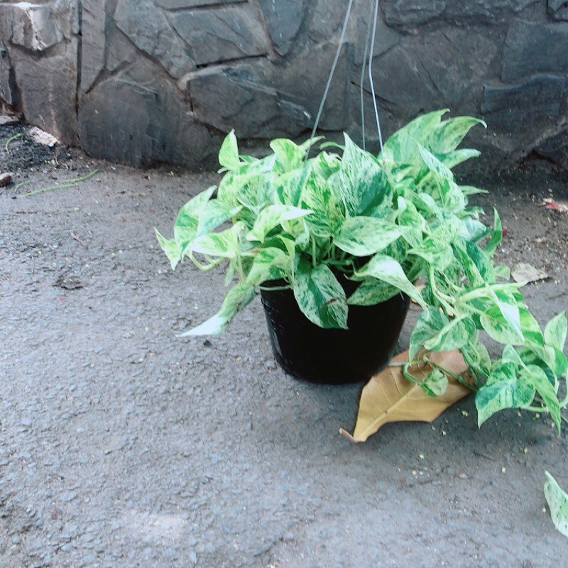 Trầu Bà Sữa Leo
